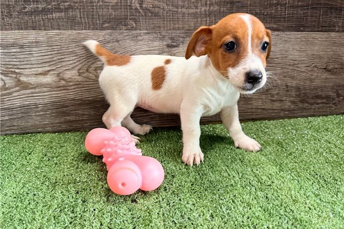 Reinrassige Jack Russell Terrier welpen