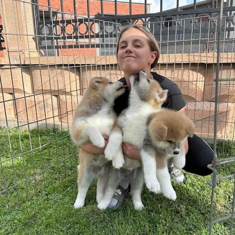 🐾 Akita-Welpen suchen ein Zuhause 🐾