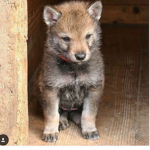 Welpen des Tschechoslowakischen Wolfshundes