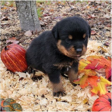 Reinrassige Rottweiler-welpen