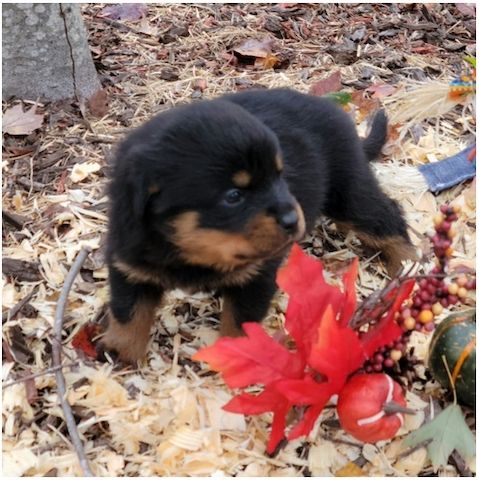 Reinrassige Rottweiler-welpen