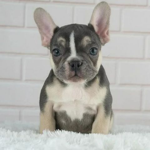 🐾 Französische Bulldoggen-Welpen