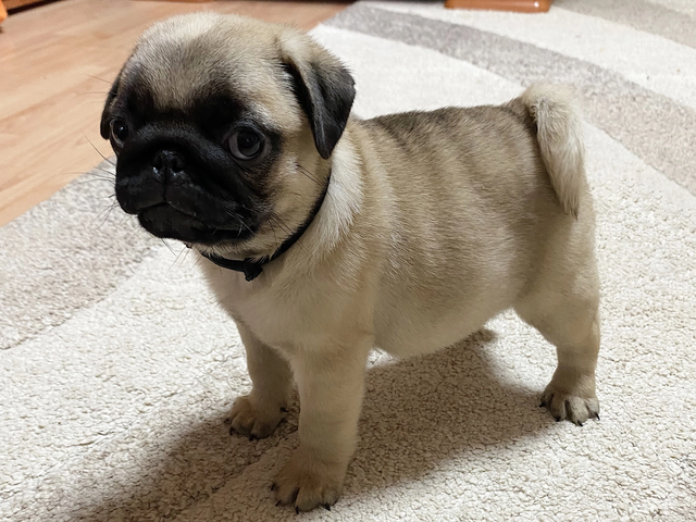 🐾 Bezaubernde Mops-Welpen