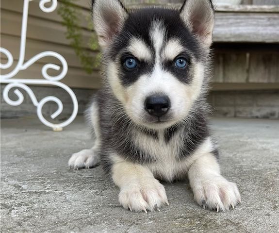 Siberian-Husky-Welpen