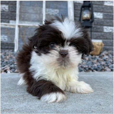 Reinrassige shih tzu welpen