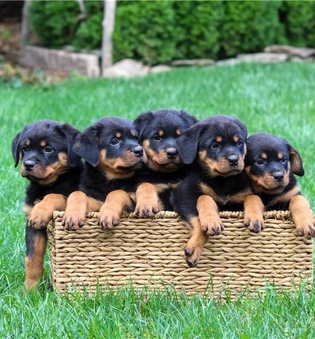 🐾 Rottweiler-Welpen