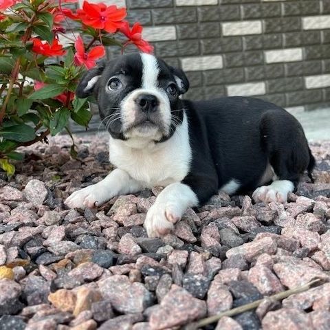 🐾 Boston-Terrier-Welpen