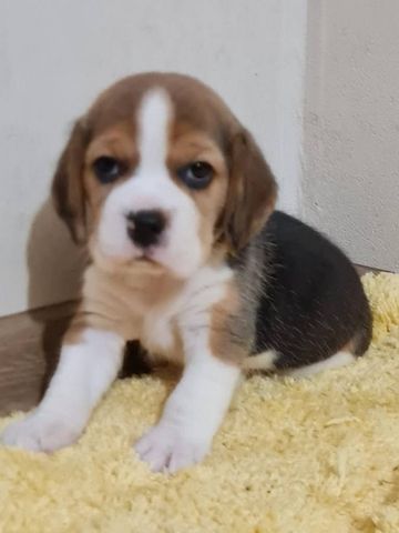 🐾 Beagle-Welpen suchen ein Zuhause!