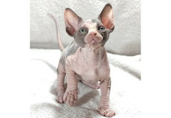 🐾 *Sphynx-KÄTZCHEN ZU VERKAUFEN* 🐾