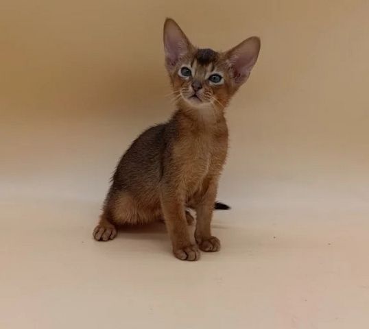 🐾 *Abessinier-KÄTZCHEN ZU VERKAUFEN* 🐾