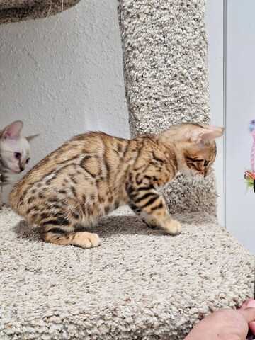 Wunderschöne Bengal-Kätzchen suchen ein liebevolles neues Zuhause