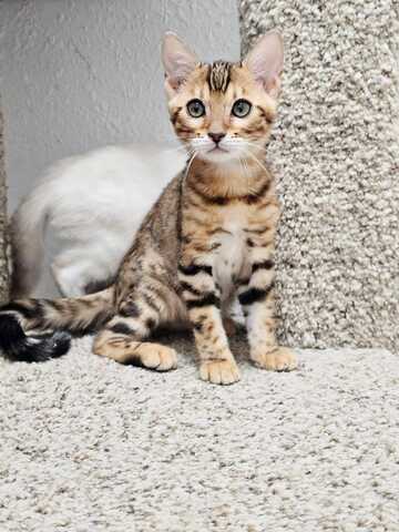 Wunderschöne Bengal-Kätzchen suchen ein liebevolles neues Zuhause