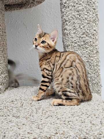 Wunderschöne Bengal-Kätzchen suchen ein liebevolles neues Zuhause