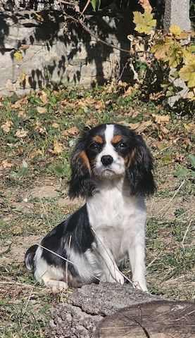 weiblicher Cavalier King Charles Spaniel