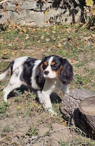 weiblicher Cavalier King Charles Spaniel