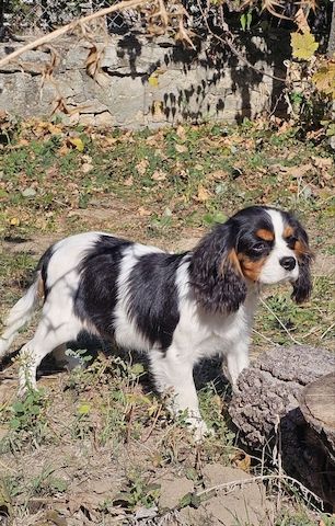 weiblicher Cavalier King Charles Spaniel