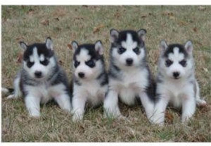 Wunderschöne Siberian-Husky-Welpen (Rüden und Hündinnen)