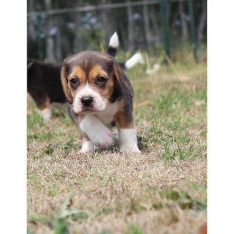 Beagle Welpen, sozialisiert