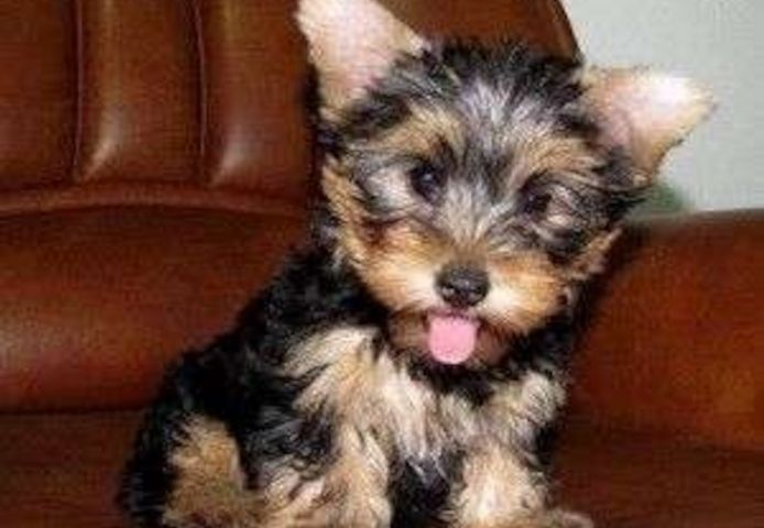 Wunderbarer Yorkie abzugeben