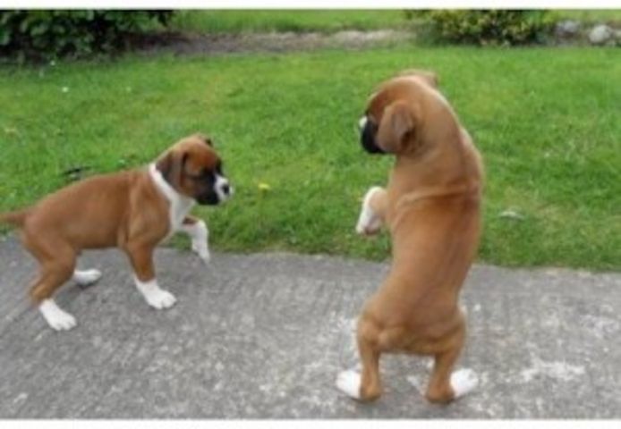 Zwei freundliche Boxer-Welpen abzugeben