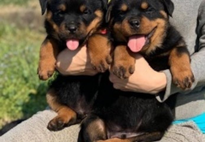 männliche und weibliche Rottweilerwelpen
