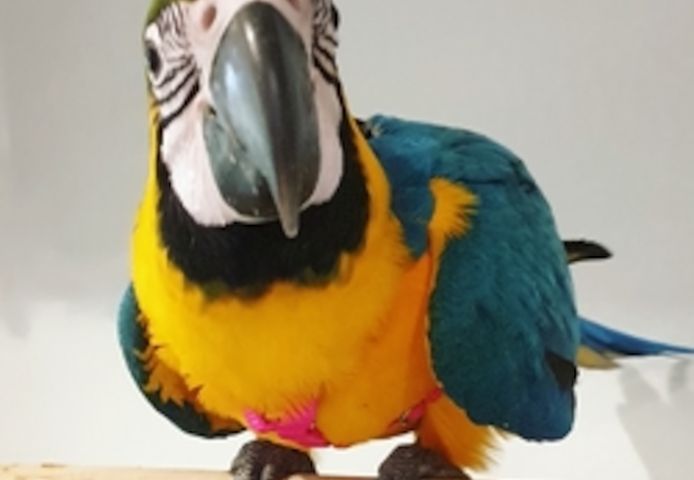 Blauer und goldener Ara-Papagei