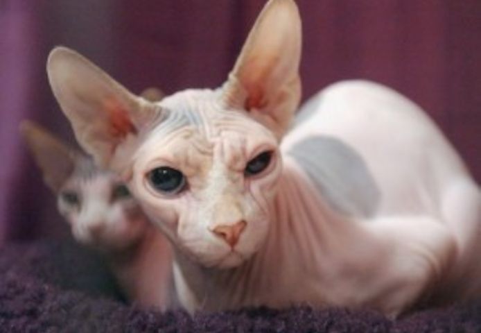 Gesunde männliche und weibliche Sphynx-Kätzchen suchen ein neues Zuhause