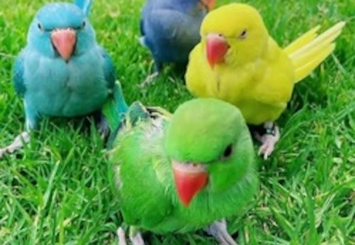 Papageien und Papageieneier zu sehr günstigen Preisen zu verkaufen