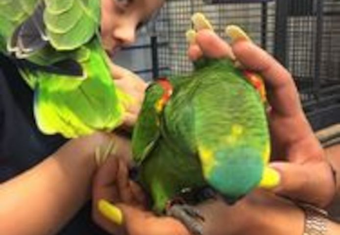 Papageien und befruchtete Eier zu verkaufen