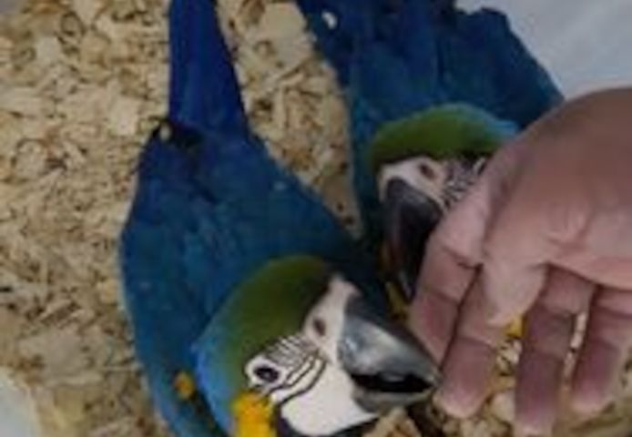 Papageien und befruchtete Eier zu verkaufen