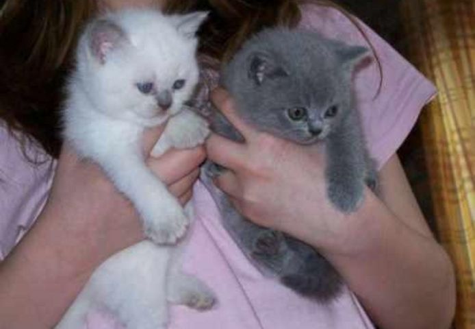 BKH KITTEN (Baby Britisches Kurzhaar Kätzchen)