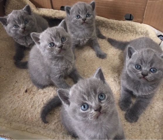Reinrassige BKH Kitten Kätzchen