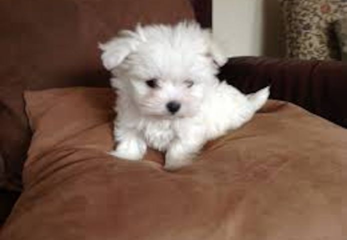 Malteser Welpen