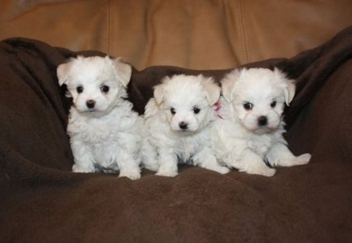 Mini Malteser(Malteser Welpen )