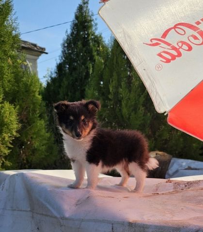 Sheltie-Welpen, Mädchen 