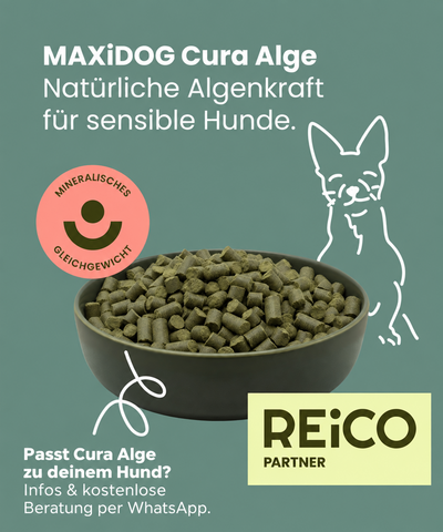Wenn dein Hund sein Futter nicht gut verträgt