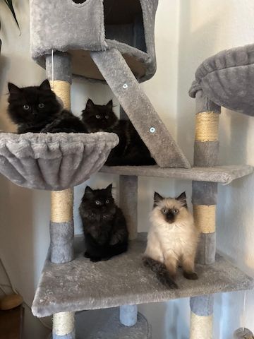 Ragdoll Kitten Seal Point & Black