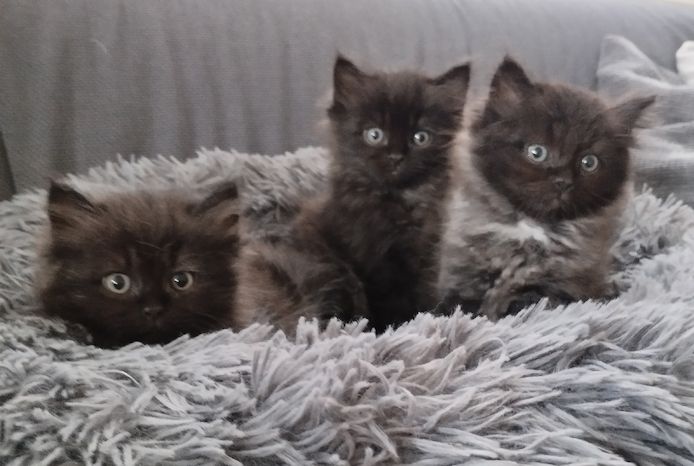 Ragdoll Kitten Seal Point & Black