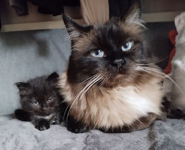 Ragdoll Kitten Seal Point & Black