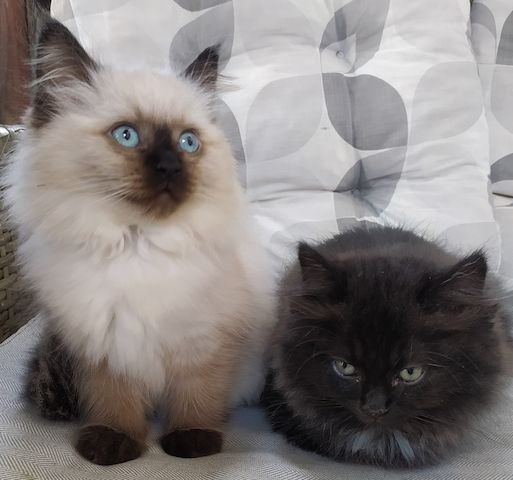 Ragdoll Kitten Seal Point & Black