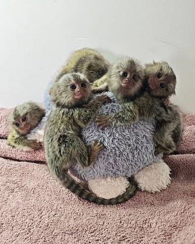 Marmosetten (Seidenäffchen) in liebevolle Hände abzugeben.
