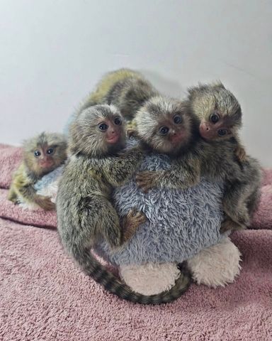 Marmosetten (Seidenäffchen) in liebevolle Hände abzugeben.