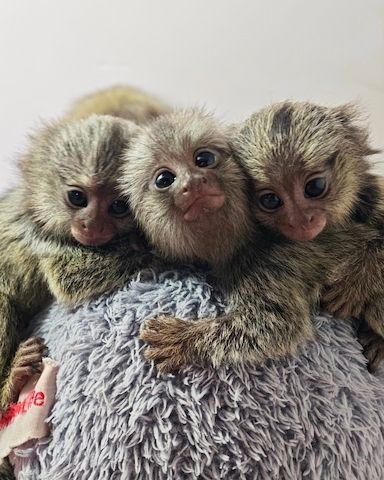 Marmosetten (Seidenäffchen) in liebevolle Hände abzugeben.