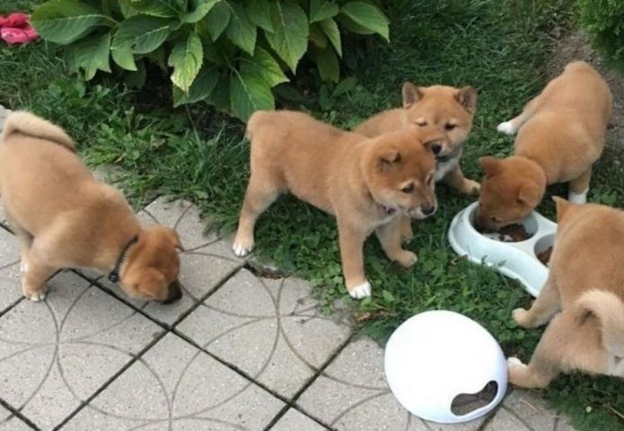Shiba-Inu-Welpen suchen ein neues Zuhause.