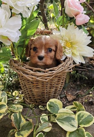 Cavalier King Charles Spaniel Mädchen