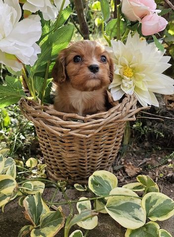 Cavalier King Charles Spaniel Mädchen