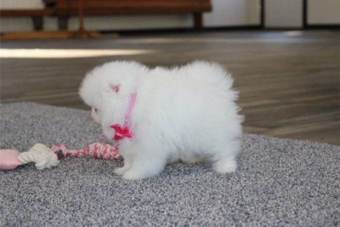 Pomeranian Zwergspitz Boo Welpen