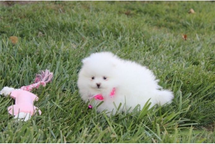 Pomeranian ZwergSpitz Teddy Welpen
