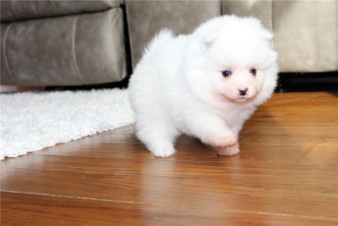 Pomeranian ZwergSpitz Teddy Welpen