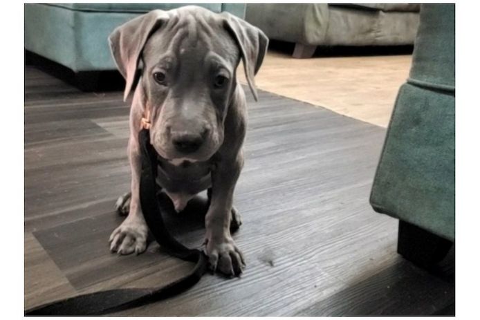 American Bully welpe Welpe in Blue